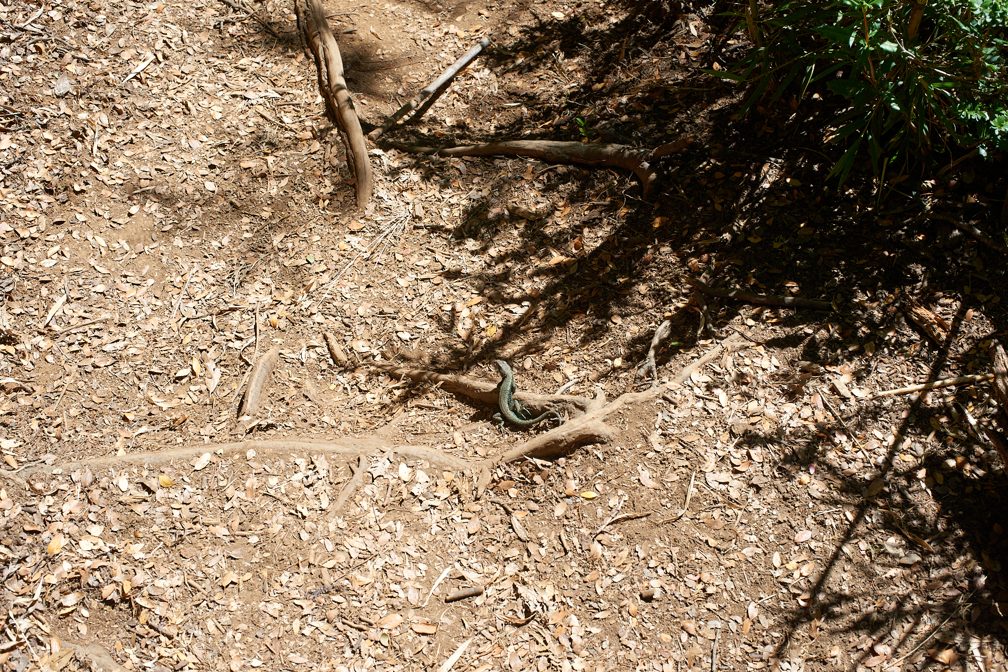 20200317 892 [칠레] 푸콘 우에르케우에 국립공원 트레킹